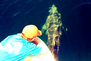 Dolphin Watching Tours Costa Rica