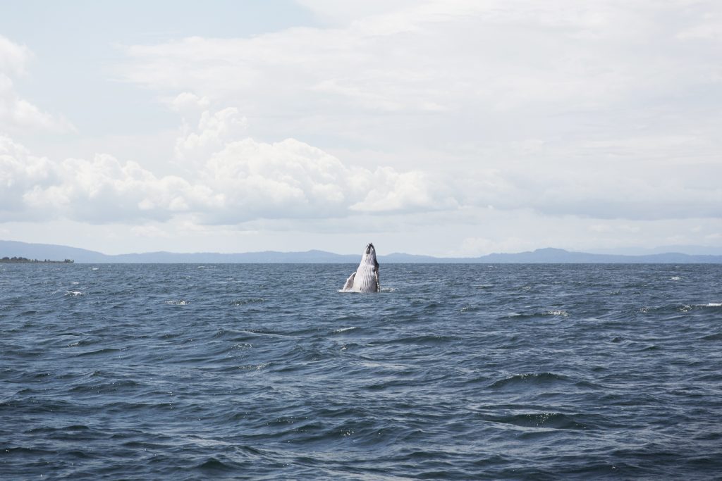 Humpback Whales in Costa Rica