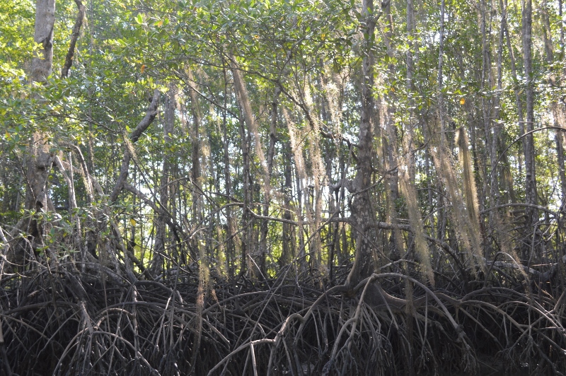 Costa Rica Mangrove