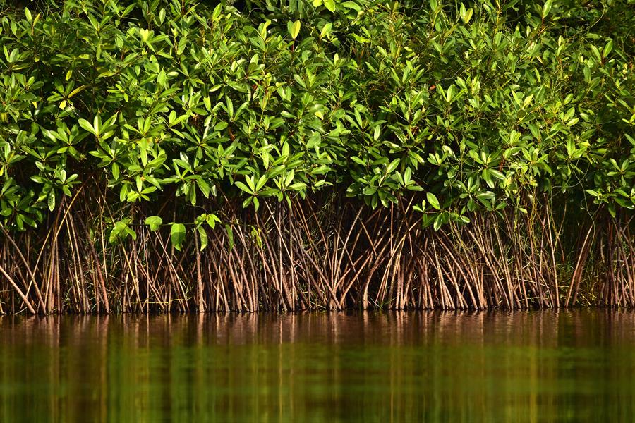 Mangrove Costa Rica